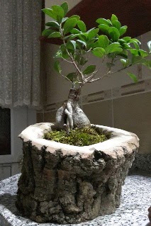 Ahşap kütük içerisinde ginseng bonsai  Kayseri çiçek cicekciler , cicek siparisi 
