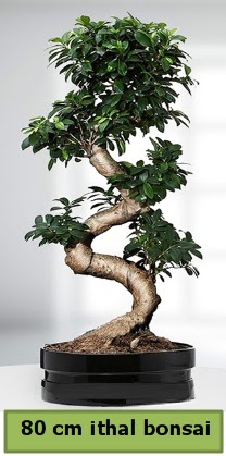 80 cm özel saksıda bonsai bitkisi  Kayseri çiçek hediye çiçek yolla 