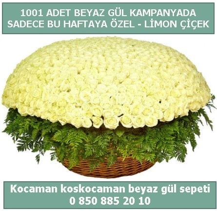 1001 adet beyaz gül sepeti özel kampanyada  Kayseri çiçek çiçek satışı 