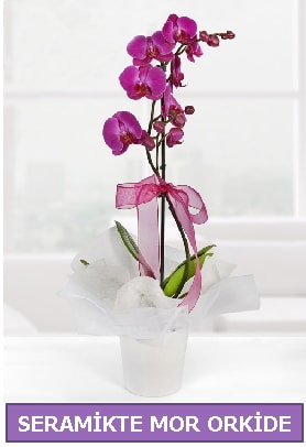 Seramik içerisinde birinci kalite tek dallı mor orkide  Kayseri akkışla çiçek çiçekçi telefonları 