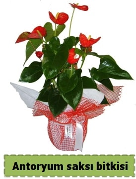 Antoryum saksı bitkisi satışı  Kayseri çiçek çiçek siparişi sitesi 