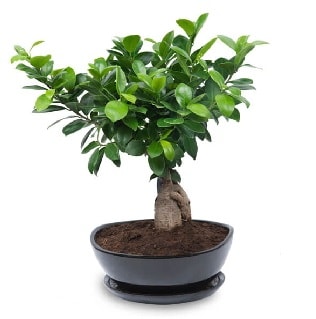Ginseng bonsai ağacı özel ithal ürün  Kayseri çiçek online çiçek gönderme sipariş 